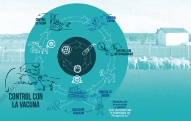 La disponibilidad de la vacuna EG95, abre una nueva perspectiva que podrían acelerar los tiempos para evitar que se sigan enfermando tanto el ganado, como los seres humanos.